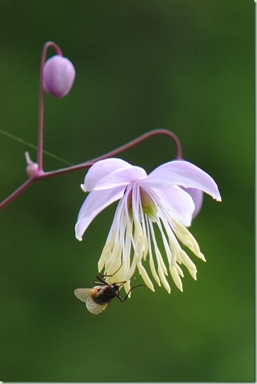 Thalictrum delavayi